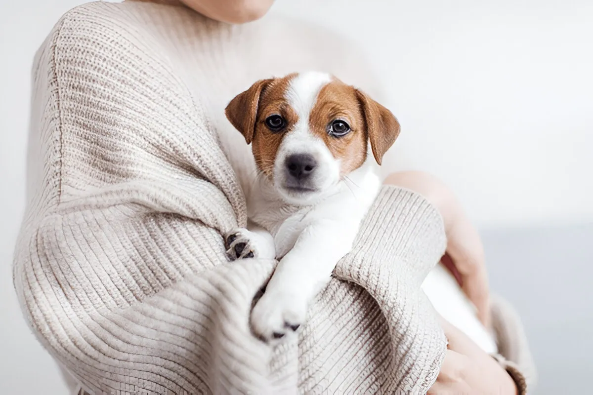 Puppy care—person holding a small Jack Russell Terrier puppy wrapped in a cozy sweater, representing warmth, bonding, and early pet care.