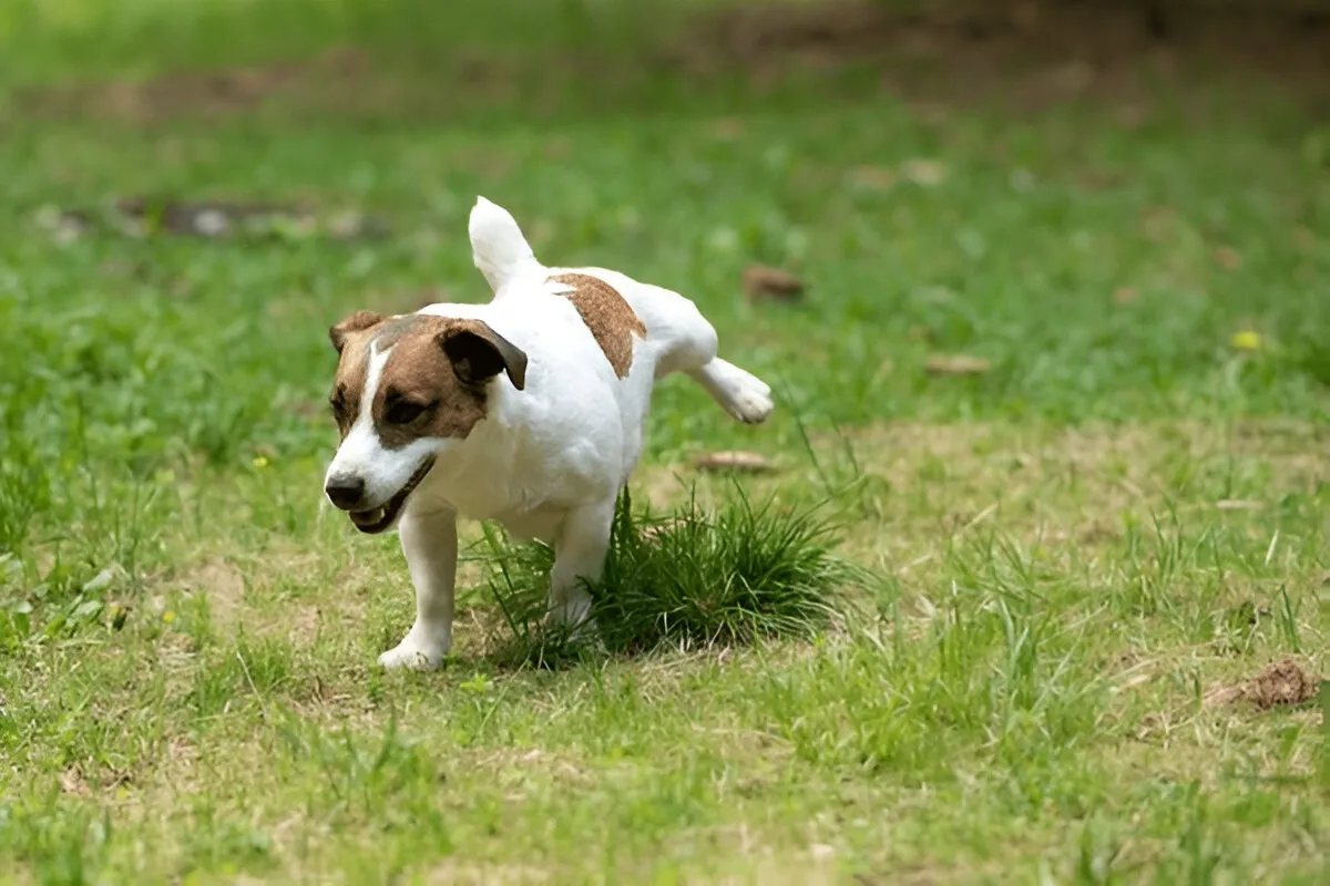 Small dog urinating on grass during outdoor potty training in a natural setting.