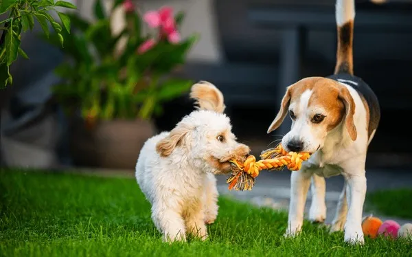Two puppies playing tug of war outdoors to burn energy and reduce biting behavior