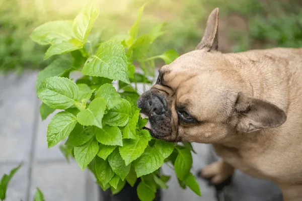 French bulldog sniffing and chewing green plant leaves, highlighting risk of plants toxic to dogs