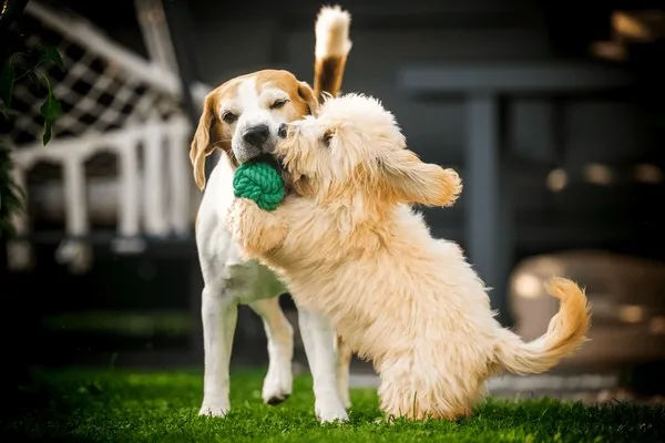 Puppies playing tug game outdoors to burn energy and reduce biting behavior