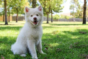 White Samoyed puppy sitting on grass in a sunlit park