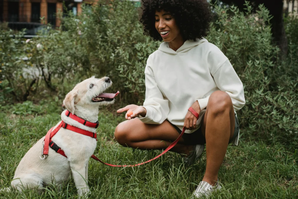 Dog walking tips demonstrating positive reinforcement and calm leash behavior
