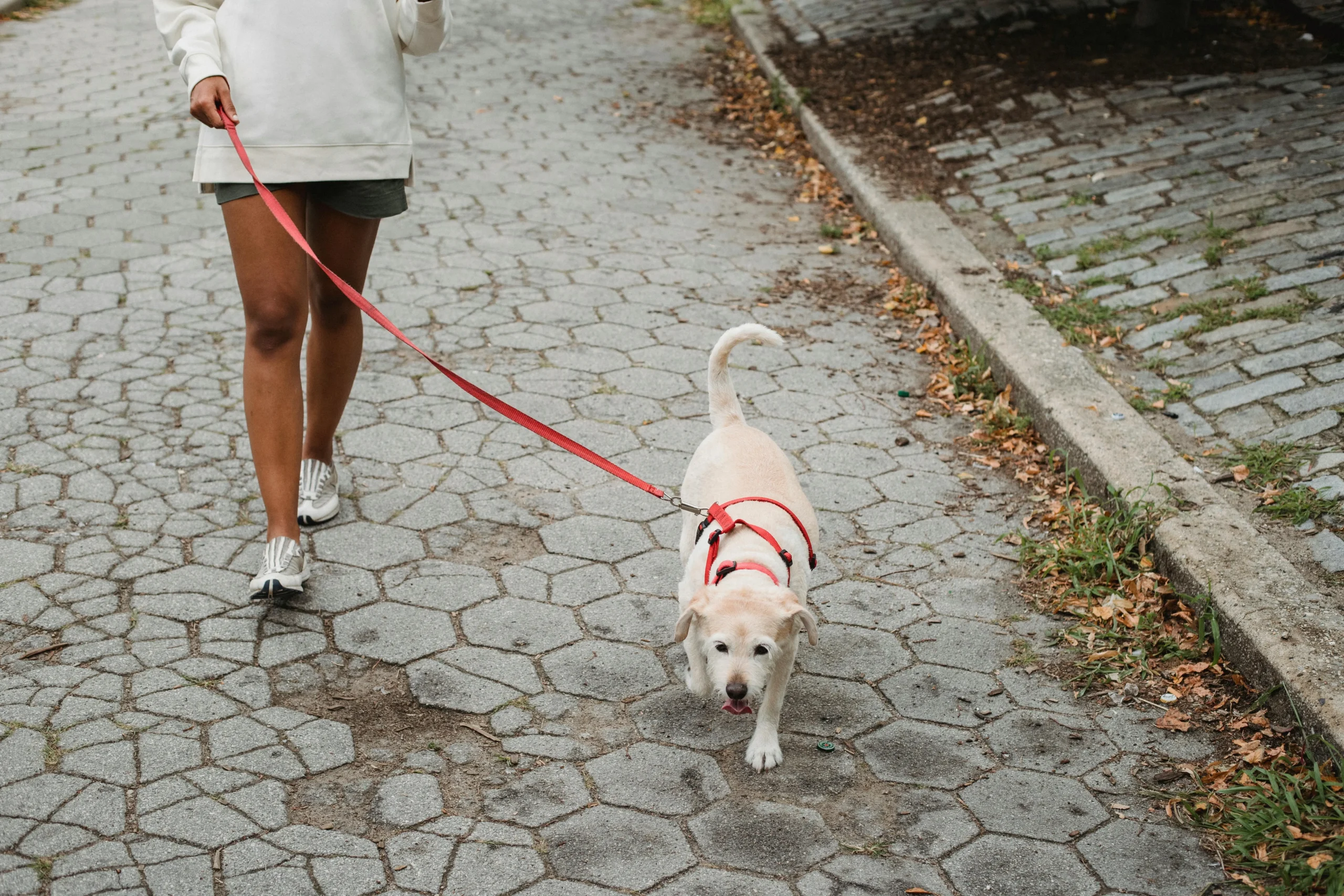 Dog walking tips showing a calm dog walking on a loose leash with its owner outdoors