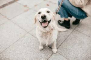 Happy golden retriever sitting on a sidewalk while being held on a leash by its owner.