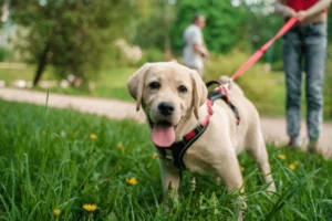 Labrador puppy wearing a harness and leash standing in green grass during a walk in the park.