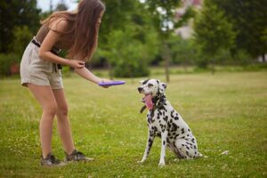 How Professional Dog Training Can Improve Your Daily Life