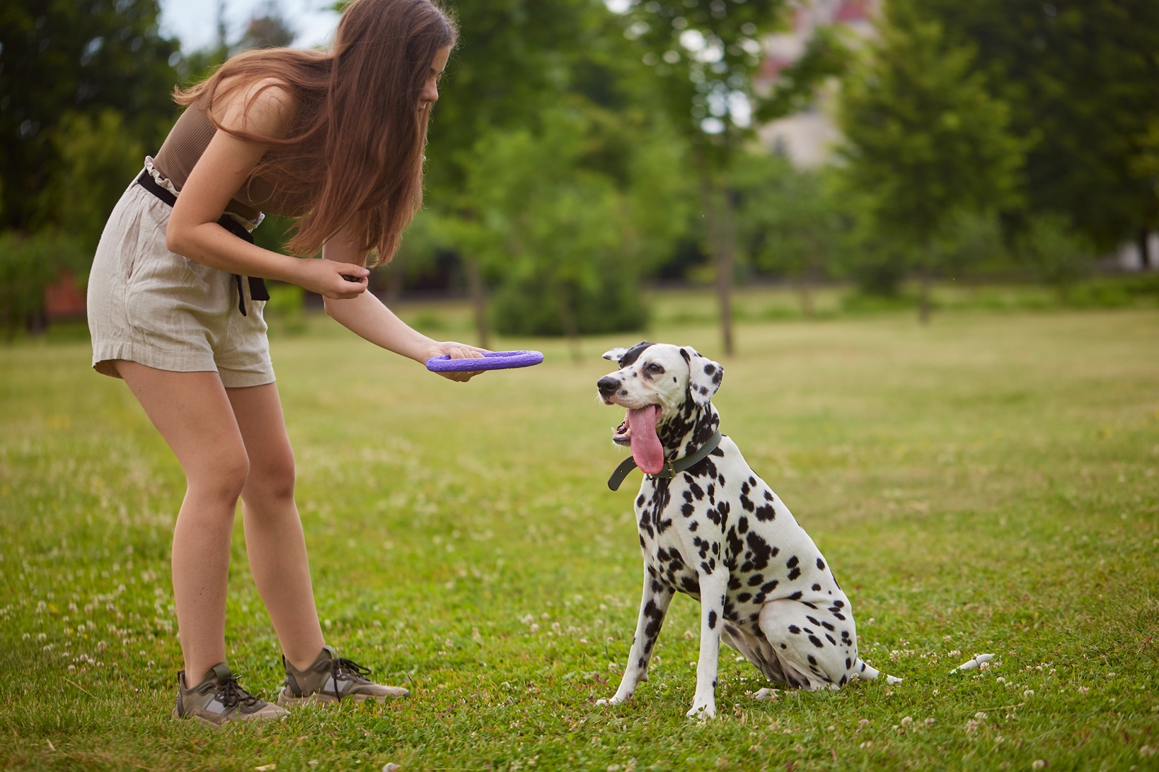 How Professional Dog Training Can Improve Your Daily Life