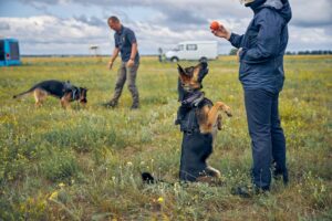 How Professional Dog Training Helps with Aggression or Fear Issues