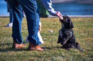 How Training Strengthens the Bond Between You and Your Dog