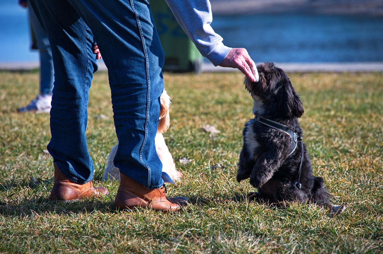 How Training Strengthens the Bond Between You and Your Dog