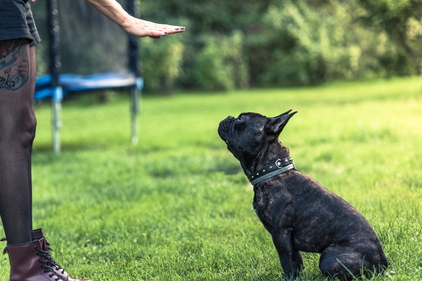 The Long-Term Benefits of Investing in Dog Training Early