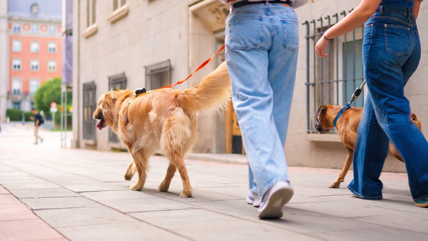 Why a Well-Trained Dog Is Safer at Home and in Public